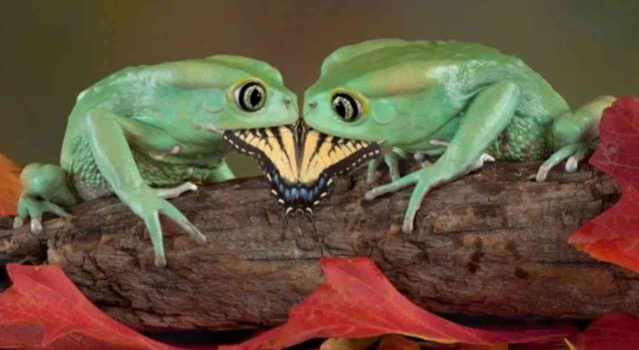 Ever noticed frogs close their eyes when they eat? Turns out, it’s not just cute,  it’s survival. | MirrorLog
